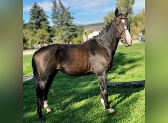 Other Warmbloods Mix, Gelding, 9 years, 16 hh, Brown