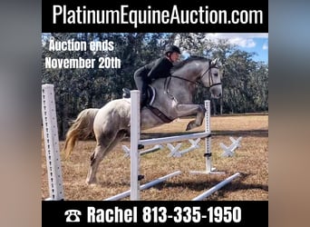 Other Warmbloods, Gelding, 9 years, 16 hh, Gray-Dapple