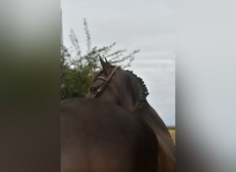 Other Warmbloods, Gelding, 9 years, 16,1 hh, Bay-Dark