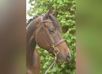 Other Warmbloods, Gelding, 9 years, 16,1 hh, Bay-Dark