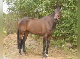 Other Warmbloods, Gelding, 9 years, 16,1 hh, Bay-Dark