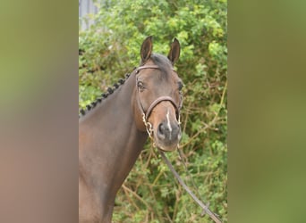 Other Warmbloods, Gelding, 9 years, 16,1 hh, Bay-Dark
