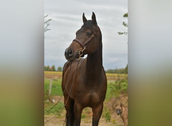 Other Warmbloods, Gelding, 9 years, 16,1 hh, Bay-Dark