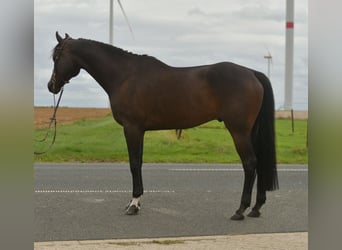 Other Warmbloods, Gelding, 9 years, 16,1 hh, Bay-Dark