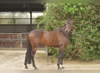 Other Warmbloods, Gelding, 9 years, 16,1 hh, Bay-Dark