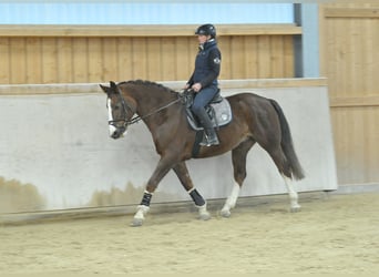Other Warmbloods, Gelding, 9 years, 16,1 hh, Chestnut