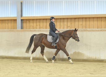 Other Warmbloods, Gelding, 9 years, 16,1 hh, Chestnut