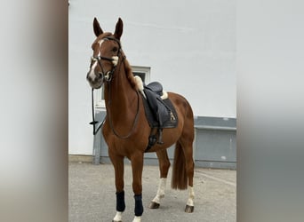 Other Warmbloods, Gelding, 9 years, 16,1 hh, Chestnut-Red
