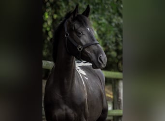 Other Warmbloods Mix, Gelding, 9 years, 16,1 hh, Pinto
