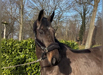 Other Warmbloods, Gelding, 9 years, 16,2 hh, Smoky-Black
