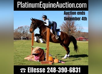 Other Warmbloods, Gelding, 9 years, 17 hh, Bay