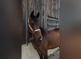 Other Warmbloods Mix, Mare, 10 years, 14.2 hh, Brown