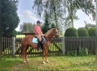 Other Warmbloods, Mare, 10 years, 14.2 hh, Chestnut-Red