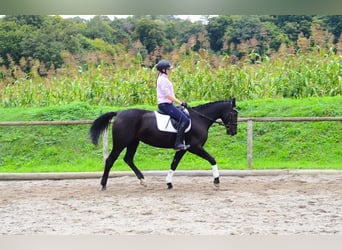 Other Warmbloods, Mare, 10 years, 15.3 hh, Black Other Warmbloods, Mare, 10 years, 15.3 hh, Black