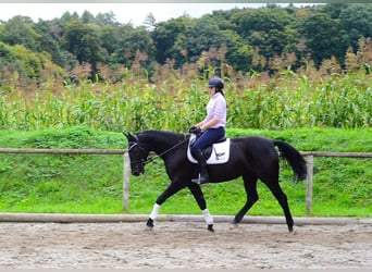 Other Warmbloods, Mare, 10 years, 15.3 hh, Black Other Warmbloods, Mare, 10 years, 15.3 hh, Black