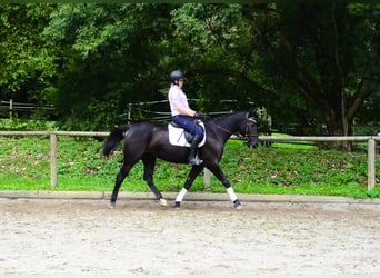 Other Warmbloods, Mare, 10 years, 15.3 hh, Black Other Warmbloods, Mare, 10 years, 15.3 hh, Black
