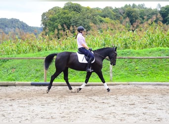 Other Warmbloods, Mare, 10 years, 15.3 hh, Black Other Warmbloods, Mare, 10 years, 15.3 hh, Black