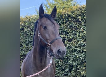 Other Warmbloods, Mare, 10 years, 15,3 hh, Brown