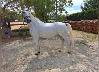 Other Warmbloods Mix, Mare, 10 years, 15 hh, Grey