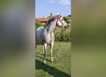 Other Warmbloods Mix, Mare, 10 years, 15,2 hh, Gray-Blue-Tan