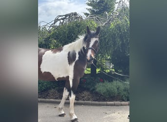 Other Warmbloods, Mare, 10 years, 15,2 hh, Pinto