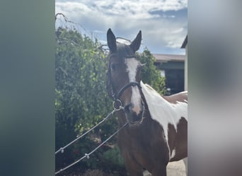 Other Warmbloods, Mare, 10 years, 15,2 hh, Pinto
