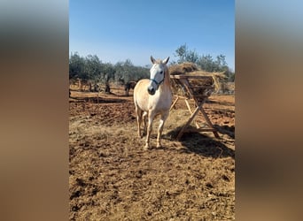 Other Warmbloods, Mare, 10 years, 15,2 hh, White