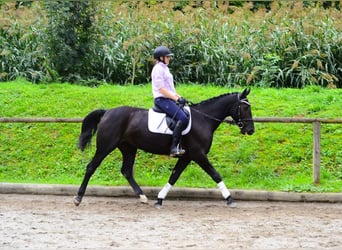 Other Warmbloods, Mare, 10 years, 15,3 hh, Black