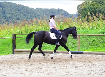 Other Warmbloods, Mare, 10 years, 15,3 hh, Black