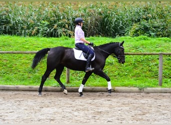 Other Warmbloods, Mare, 10 years, 15,3 hh, Black