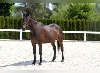 Other Warmbloods, Mare, 10 years, 16 hh, Bay-Dark