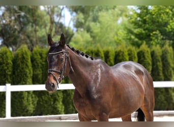 Other Warmbloods, Mare, 10 years, 16 hh, Bay-Dark