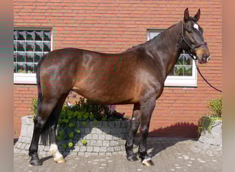 Other Warmbloods, Mare, 10 years, 16 hh, Brown