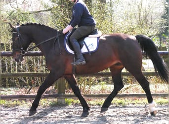Other Warmbloods, Mare, 10 years, 16 hh, Brown