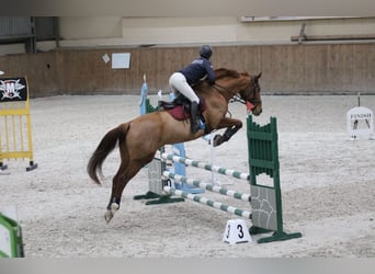 Other Warmbloods, Mare, 10 years, 16 hh, Chestnut-Red