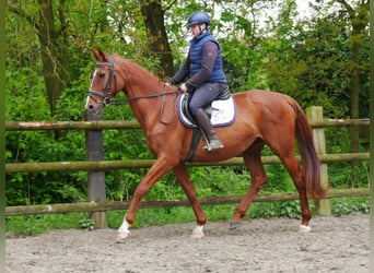 Other Warmbloods, Mare, 10 years, 16 hh