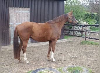 Other Warmbloods, Mare, 10 years, 16,1 hh, Chestnut-Red