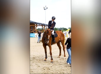 Other Warmbloods, Mare, 10 years, 16,1 hh, Chestnut-Red