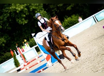 Other Warmbloods, Mare, 10 years, 16,1 hh, Chestnut-Red