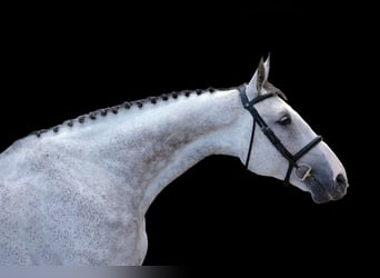 Other Warmbloods, Mare, 10 years, Gray