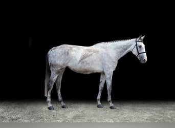 Other Warmbloods, Mare, 10 years, Gray