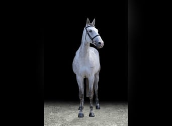 Other Warmbloods, Mare, 10 years, Gray