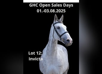 Other Warmbloods, Mare, 10 years, Gray