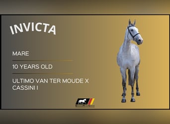 Other Warmbloods, Mare, 10 years, Gray