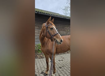 Other Warmbloods, Mare, 11 years, 15.2 hh, Chestnut-Red