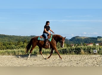 Other Warmbloods Mix, Mare, 11 years, 15.2 hh, Chestnut-Red