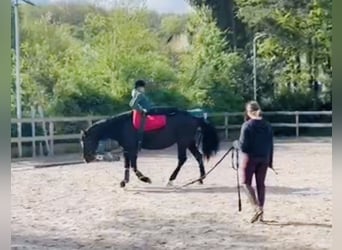 Other Warmbloods, Mare, 11 years, 16.1 hh, Black