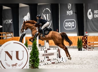 Other Warmbloods, Mare, 11 years, 16.1 hh, Chestnut-Red