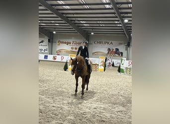 Other Warmbloods, Mare, 11 years, 16.1 hh, Chestnut-Red