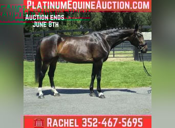 Other Warmbloods, Mare, 11 years, 16.2 hh, Bay